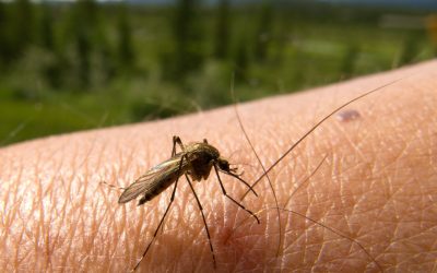 Protect Your Business Environment With Commercial Mosquito Control Superior WI Solutions