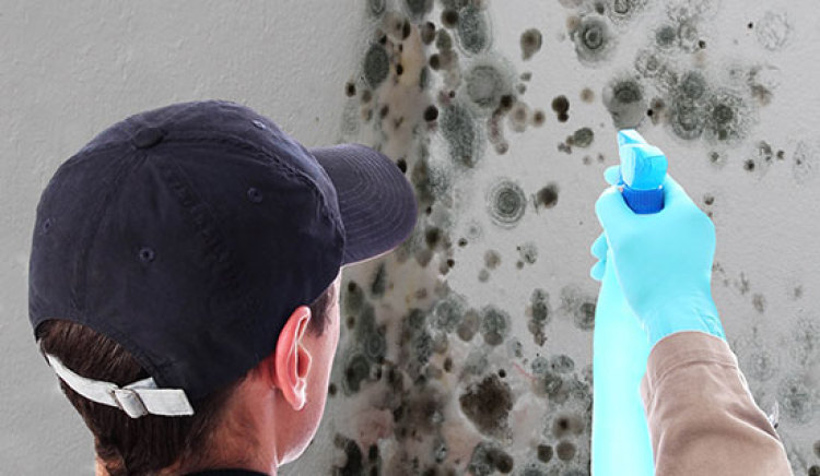 Mold Testing Procedures