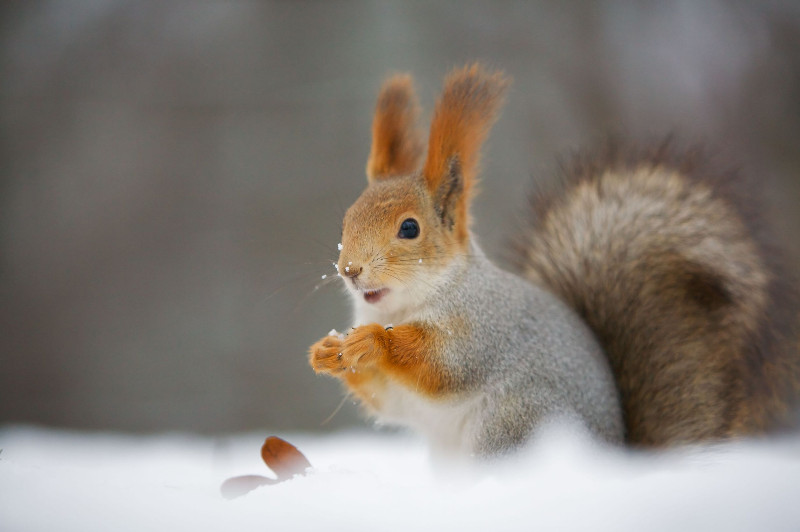 Squirrels in the Attic? Get Help For Squirrel Removal in Columbus OH