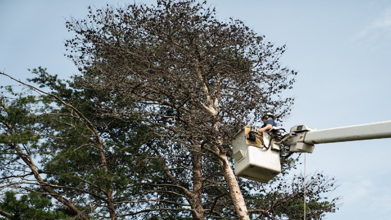 Expert Tree Removal Services in Denver, CO: Ensuring Safety and Aesthetic Appeal