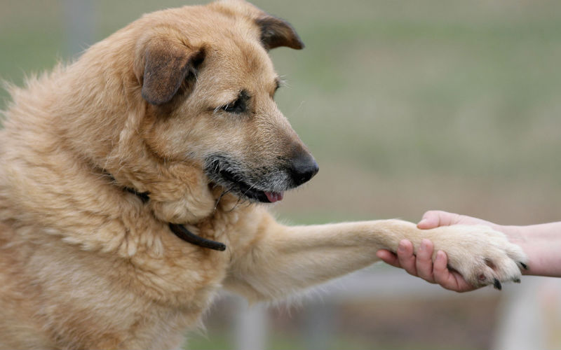 Natural Dog Breath Freshener Helps Keep Canine Mouths Clean and Healthy