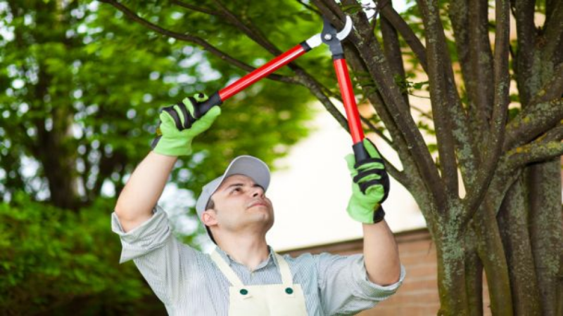 Regular Tree Maintenance in Smyrna, GA, Helps Your Trees Stay Healthy