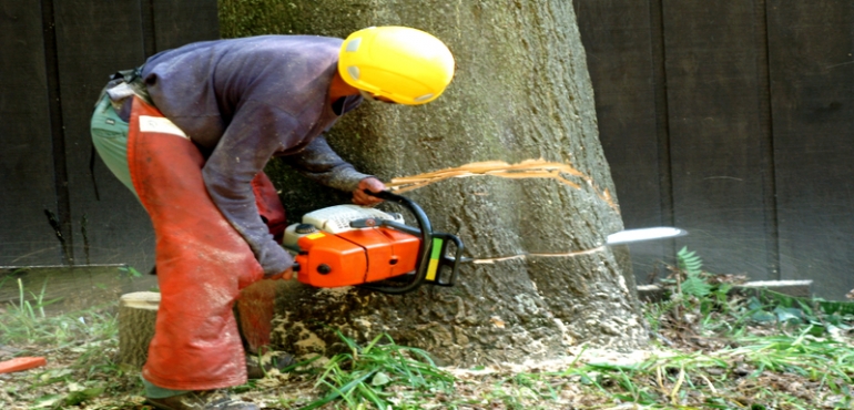 Tree Removal and Chipping in Middleburg, FL