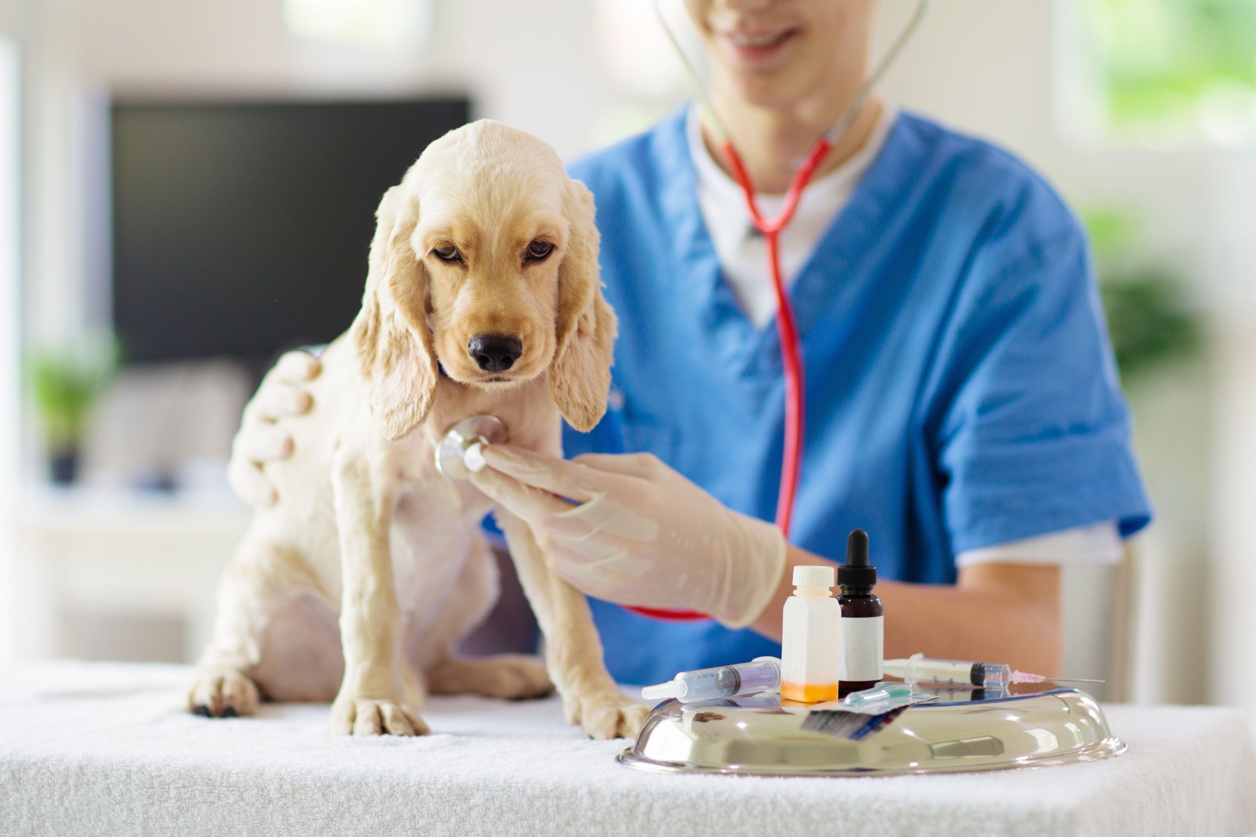 Animal Medical Center in City Of Industry CA: 4 Foods that can Poison Your Dog