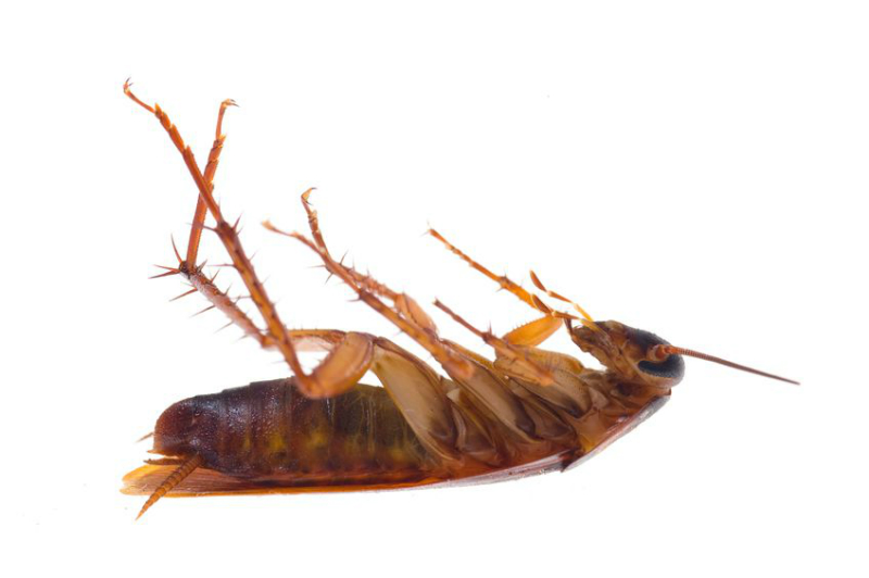 Pest Control Services in Dubbo Can Stop Your Roach Problem