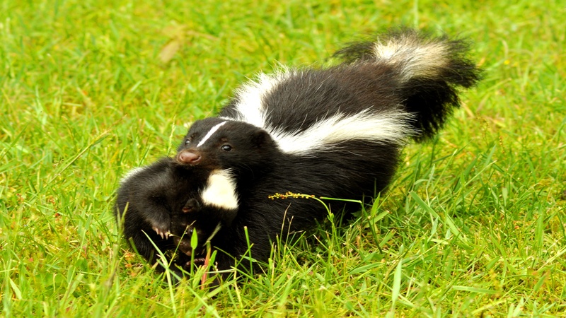 Hire a Local Company to Handle Skunk Removal in Westfield, MA