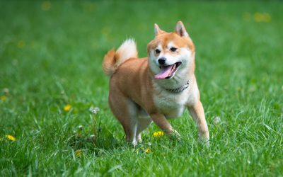 Understanding the Pet Spaying Procedure in Arlington, TN: A Guide for Pet Owners