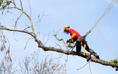 Why Tree Services Lake Oswego OR Is Essential for Safe and Healthy Yards