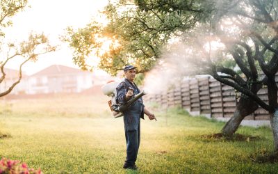 Effective Mosquito Control in Gainesville, VA: Protect Your Home Today