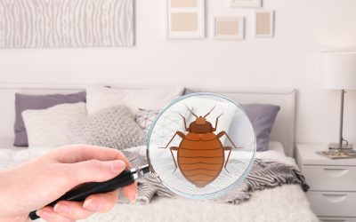 Restore Comfort and Sleep With Professional Bed Bugs Treatment Macquarie