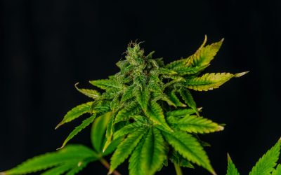 Unlocking Relief for USA Wellness Seekers With Hemp Derived THCA Benefits Explained